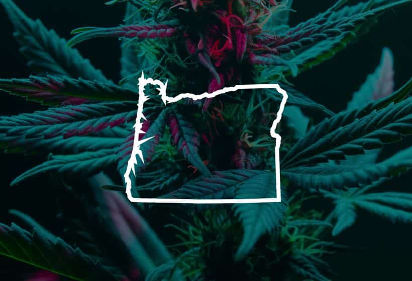 Expert cannabis accounting services in Oregon for businesses in the legalized cannabis industry