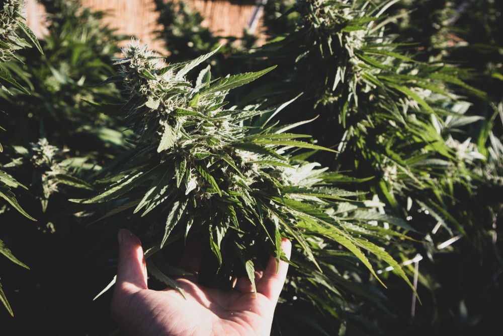 Hand,Holding,Marijuana,Bud,In,Cannabis,Garden