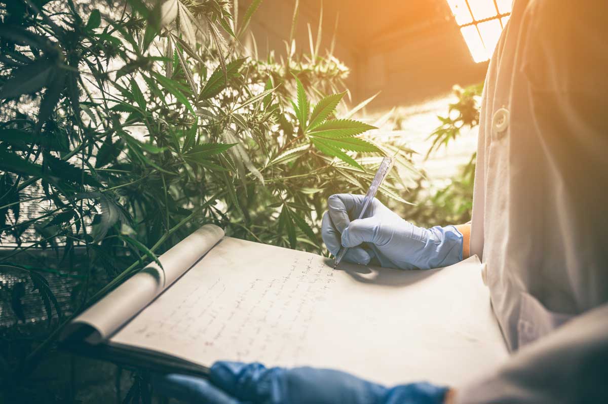Featured image for post: Financial Implications of Cannabis Business Structures